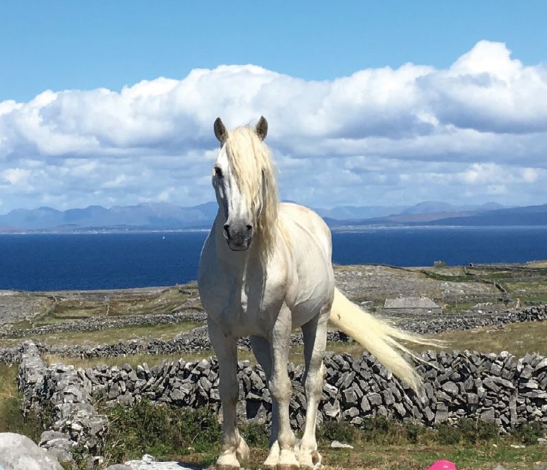 Connemara pony on the Aran Islands