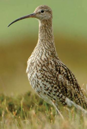 The curlew