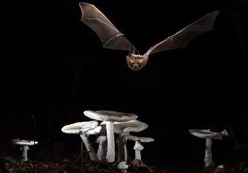 Image of flying bats