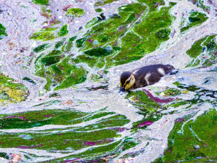 Seabird swimming in oily water