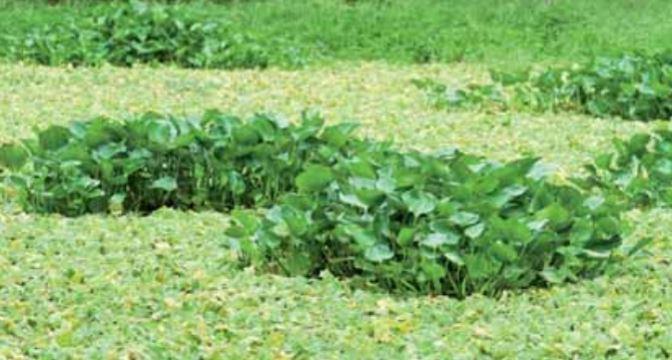 Invasive species: water hyacinth