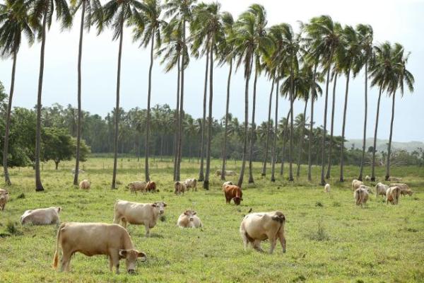 Image showing line of palm trees with cattle grazing