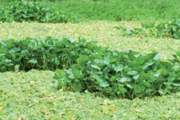 Invasive species: water hyacinth